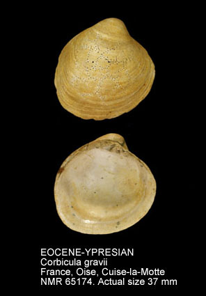 EOCENE-YPRESIAN Corbicula gravii.jpg - EOCENE-YPRESIAN Corbicula gravii (Deshayes,1825)